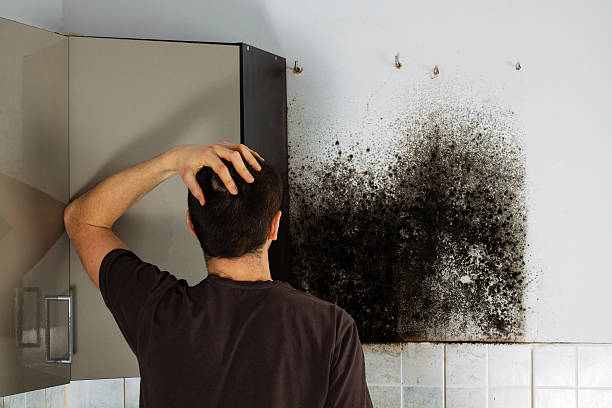 Best Crawl Space Mold Removal  in Cambridge, WI