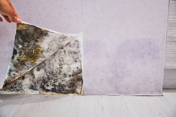 Best Residential Mold Removal  in Cambridge, WI